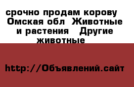 срочно продам корову - Омская обл. Животные и растения » Другие животные   